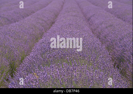 Di sera il sole fa capolino attraverso le nuvole nel campo della valle di fiori di lavanda e il paesaggio Foto Stock