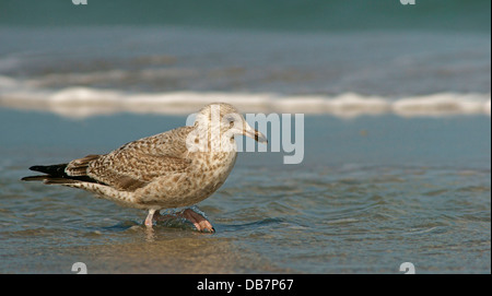 Giovani aringhe gabbiano (Larus argentatus) in piumaggio giovanile Foto Stock