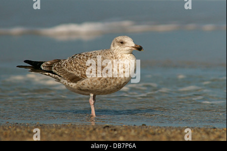 Giovani aringhe gabbiano (Larus argentatus) in piumaggio giovanile Foto Stock