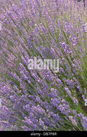 Di sera il sole fa capolino attraverso le nuvole nel campo della valle di fiori di lavanda e il paesaggio Foto Stock