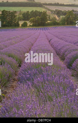 Di sera il sole fa capolino attraverso le nuvole nel campo della valle di fiori di lavanda e il paesaggio Foto Stock