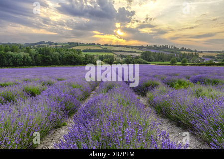 Di sera il sole fa capolino attraverso le nuvole nel campo della valle di fiori di lavanda e il paesaggio cumulus nubi prima della tempesta Foto Stock