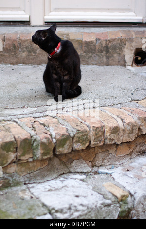 Gatto nero si siede sulla pietra street Foto Stock