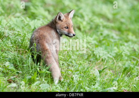 Giovane volpe (Vulpes vulpes) in piedi su un prato Foto Stock