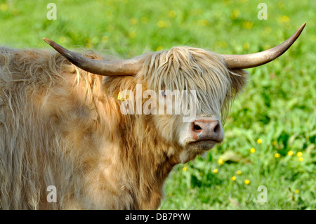 Highland scozzesi bestiame bovino o Kyloe (Bos primigenius f. taurus) in un prato Foto Stock