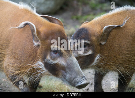 Hannover, Germania. Xxv Luglio, 2013. Due porci sono visto allo zoo di Hannover, Germania, 25 luglio 2013. Foto: JOCHEN LUEBKE/dpa/Alamy Live News Foto Stock