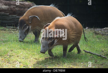 Hannover, Germania. Xxv Luglio, 2013. Due porci sono visto allo zoo di Hannover, Germania, 25 luglio 2013. Foto: JOCHEN LUEBKE/dpa/Alamy Live News Foto Stock