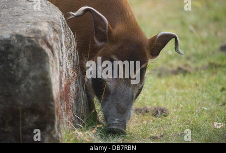 Hannover, Germania. Xxv Luglio, 2013. Un porco è visto allo zoo di Hannover, Germania, 25 luglio 2013. Foto: JOCHEN LUEBKE/dpa/Alamy Live News Foto Stock