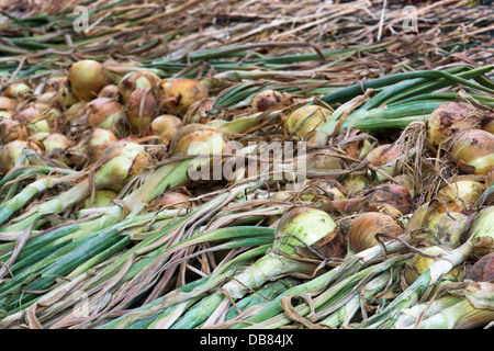 Cipolle secche in giardino. Foto Stock