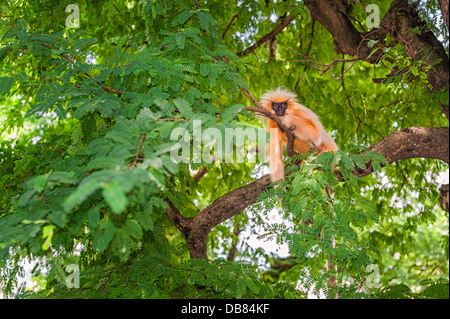 Di Gee golden langur seduto in una struttura ad albero in Assam, nel nord est dell'India. Foto Stock