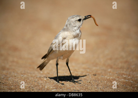 Un uccello con un worm nella sua bocca, Namib Desert, Namibia Foto Stock