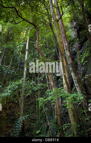 Piante alte e gli alberi della foresta pluviale tropicale, Kubah National Park, Sarawak, Malaysia Foto Stock