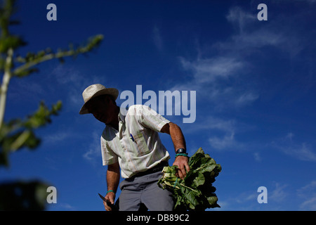 Un agricoltore di raccolti chard in Los Tamayos fattoria organica in Prado del Rey, Cadice, Andalusia, Spagna Foto Stock