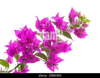 Foto macro di brillanti fiori di Bouganville isolato su bianco Foto Stock