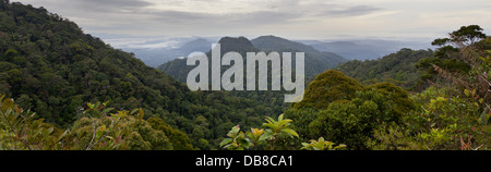 Vista di densa foresta pluviale tropicale, Kubah National Park, Sarawak, Malaysia Foto Stock