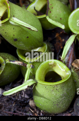 Pianta brocca, Nepenthes ampullaria, Kubah National Park, Sarawak, Malaysia Foto Stock