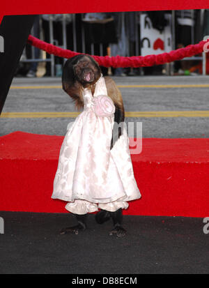 Monkey Crystal Los Angeles Premiere di 'la sbornia Parte II" tenutasi presso Grauman's Chinese Theater - Gli arrivi di Hollywood, in California - 19.05.11 Foto Stock