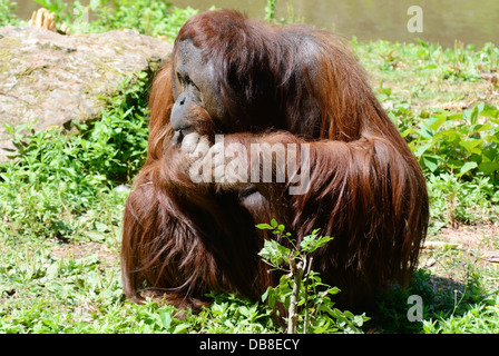 Un solitario orangutan maschile seduto su un isola guardando pensieroso con capelli lunghi Foto Stock
