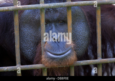Voce maschile orangutan, pongo pygmaeus, guardando fuori da dietro le sbarre su una gabbia, Sarawak, Malaysia