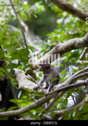 Baby macachi a coda lunga, Macaca fascicularis (Macachi mangiatori di granchi), Bako National Park, Sarawak, Malaysia Foto Stock