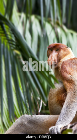Maschio di scimmia proboscide, Nasalis larvatus, seduti in un albero, Bako National Park, Sarawak, Malaysia Foto Stock