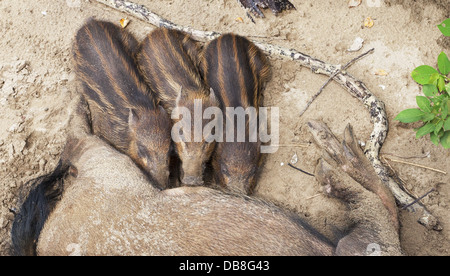 Barbuto suinetti lattanti, Sus barbatus, Bako National Park, Sarawak, Malaysia Foto Stock