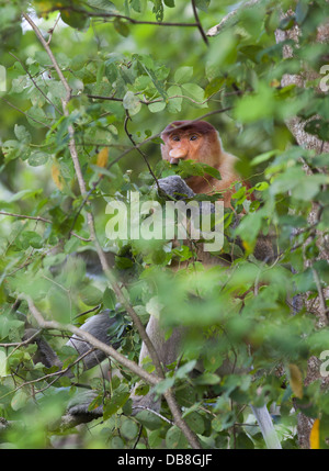 Proboscide scimmia, Nasalis larvatus, seduti in un albero, Bako National Park, Sarawak, Malaysia Foto Stock