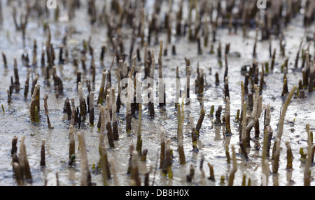 Le radici di mangrovia, su una spiaggia, Bako National Park, Sarawak, Malaysia Foto Stock