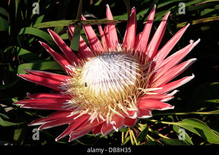 Re protea in Harold Porter Giardini botanici nazionali, nei pressi di Betty's Bay, Overberg Foto Stock