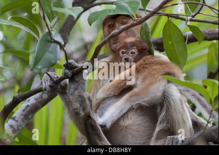 Femmina scimmia proboscide e baby, Nasalis larvatus, seduti in un albero, Bako National Park, Sarawak, Malaysia Foto Stock