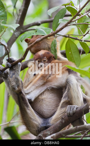 Femmina scimmia proboscide e baby, Nasalis larvatus, seduti in un albero, Bako National Park, Sarawak, Malaysia Foto Stock