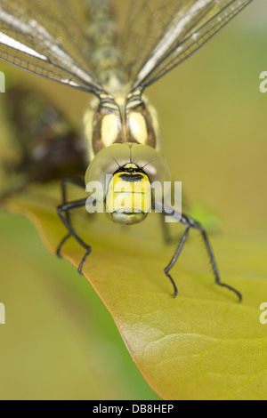 Hawker imperatore dragonfly adulto appena emerso in attesa di indurire lo scheletro di esoscheletro prima del volo inaugurale grandi occhi composti Foto Stock