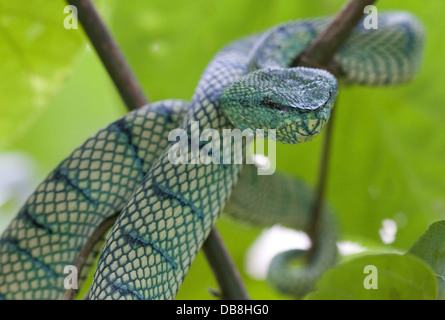 Green Pit Viper, Tropidolaemus subannulatus, Sabah, Malaysia Foto Stock