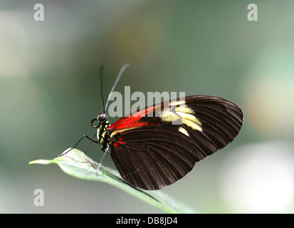 Primo piano di una Doris Longwing butterfly appoggiata su una foglia Foto Stock