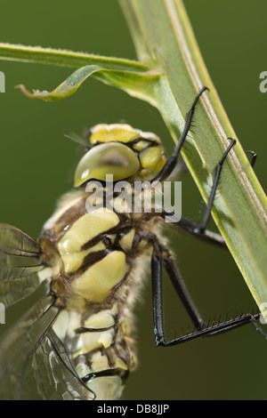 Hawker imperatore libellula ninfa vuoto caso larvale esuvia adulto appena emerso in attesa di indurire lo scheletro prima del volo inaugurale Foto Stock