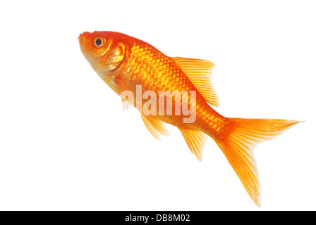 Isolate il pesce d'Oro Foto Stock