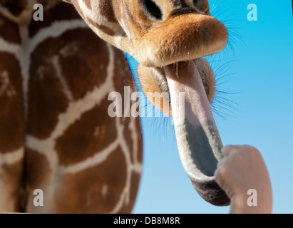 Primo piano di una giraffa di labbra e grandi, viola la linguetta di raggiungere per un boccone di cibo Foto Stock