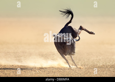 Blue gnu salta allegramente intorno - deserto Kalahari - Africa del Sud Foto Stock