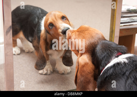 Bassett hound cucciolo guardando la sua riflessione a specchio Foto Stock