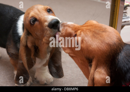 Bassett hound cucciolo guardando la sua riflessione a specchio Foto Stock