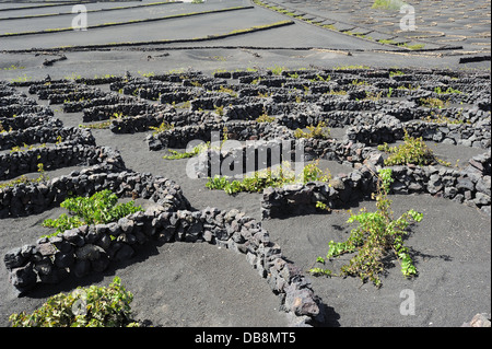 Vigneti sulla sabbia nera vulcanica presso La Geria Valley, Lanzarote, Isole Canarie, Spagna Foto Stock