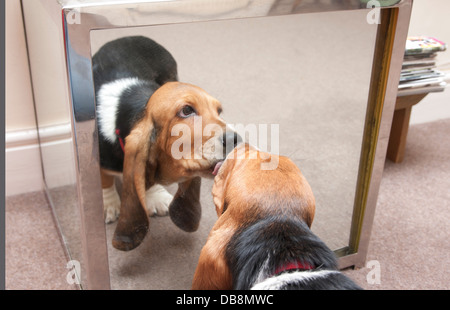 Bassett hound cucciolo guardando la sua riflessione a specchio Foto Stock