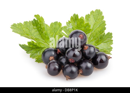 Ribes nero foglie heap su sfondo bianco Foto Stock