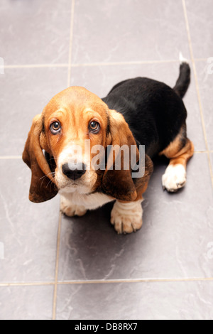 Bassett hound cucciolo Foto Stock