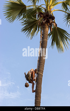 L'uomo raccoglie palm SAP per la produzione del vino di Palm Foto Stock