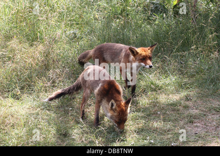 Close-up di madre e figlio rosso europeo volpe (Vulpes vulpes) caccia Foto Stock
