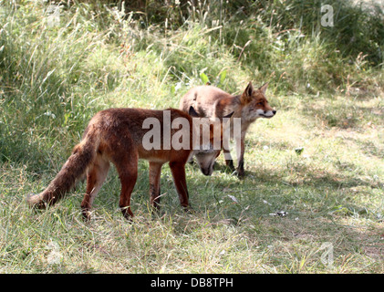 Close-up di madre e figlio rosso europeo volpe (Vulpes vulpes) Foto Stock