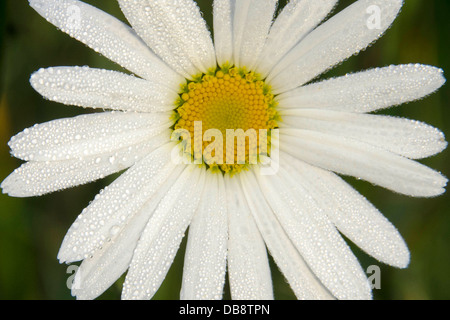 Oxeye Daisy (Leucanthemum vulgare) cresce in una riserva naturale a Woolhope nell'Herefordshire campagna Foto Stock