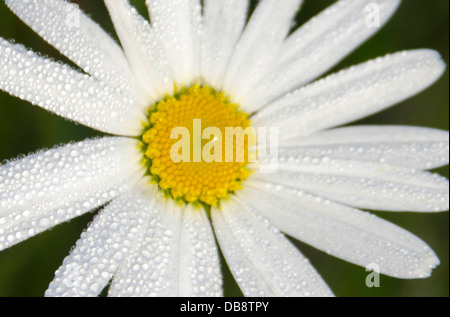 Oxeye Daisy (Leucanthemum vulgare) cresce in una riserva naturale a Woolhope nell'Herefordshire campagna Foto Stock