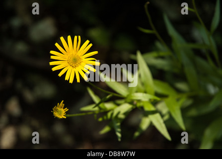 Un giallo non identificato di fiori selvatici nel Parco Nazionale dei Laghi di Plitvice, Croazia Foto Stock